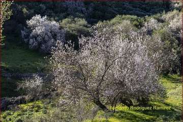 Manto de tonos blancos y rosas en Gran Canaria (Reportaje gráfico de Ildefonso Rodríguez)